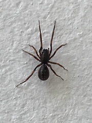 Oedignatha scrobiculata