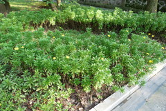 Asteraceae