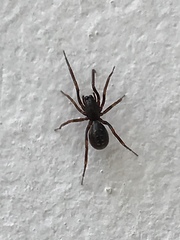 Oedignatha scrobiculata