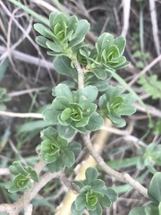 Sedum oxypetalum
