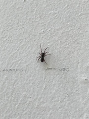 Oedignatha scrobiculata