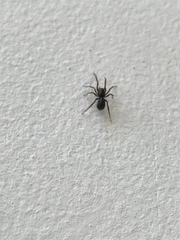 Oedignatha scrobiculata
