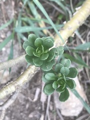 Sedum oxypetalum