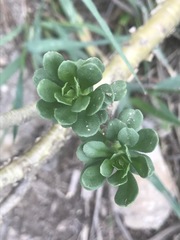 Sedum oxypetalum