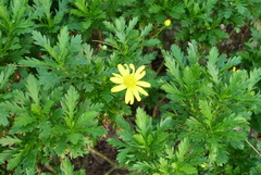 Asteraceae