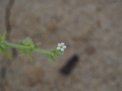 Harpagonella palmeri