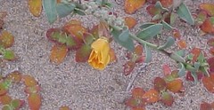 Eulobus crassifolius