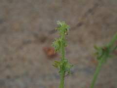 Harpagonella palmeri
