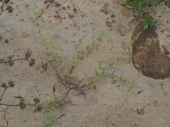 Harpagonella palmeri