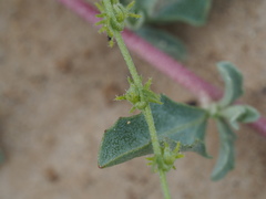 Harpagonella palmeri