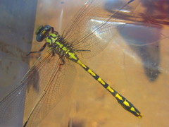 Ophiogomphus morrisoni