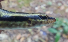 Sphenomorphus sanctus