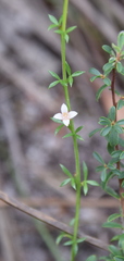 Cyanothamnus nanus nanus