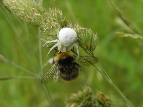 Geltonasis Žiedvoris