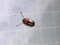 Laemophloeus terminalis