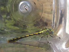 Ophiogomphus morrisoni