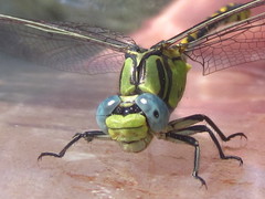 Ophiogomphus morrisoni