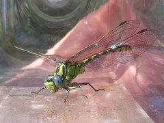 Ophiogomphus morrisoni