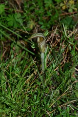 Pterostylis coccina