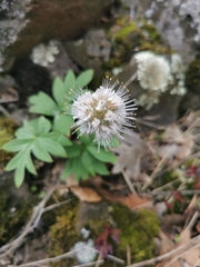 Hydrophyllum capitatum thompsonii