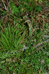 Pterostylis coccina