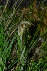 Pterostylis coccina