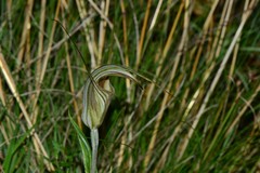 Pterostylis coccina