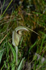 Pterostylis coccina