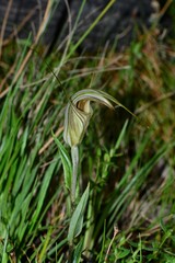Pterostylis coccina