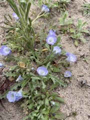 Phacelia douglasii