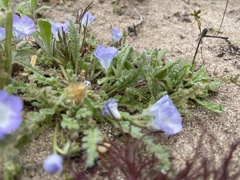Phacelia douglasii