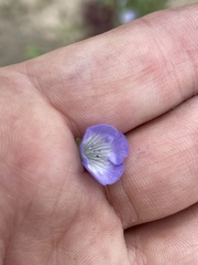 Phacelia douglasii