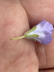 Phacelia douglasii