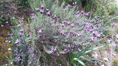 Lavandula stoechas