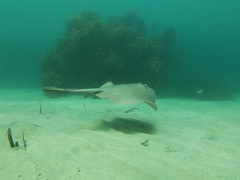 Trygonoptera testacea