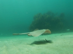 Trygonoptera testacea