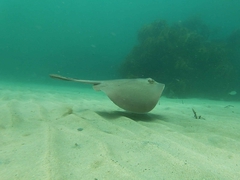 Trygonoptera testacea