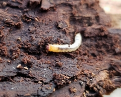 Synchroidae