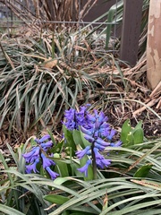 Hyacinthus