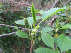 Alnus sieboldiana