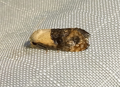 Eugnosta erigeronana