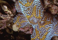 Botrylloides magnicoecus