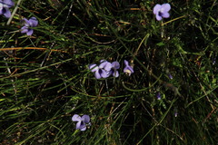 Viola decumbens scrotiformis