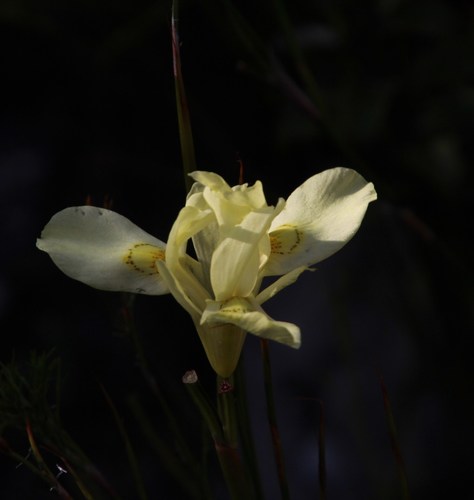 Image of Moraea anomala by (c) Tony Rebelo, some rights reserved (CC BY-SA)