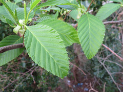 Alnus sieboldiana