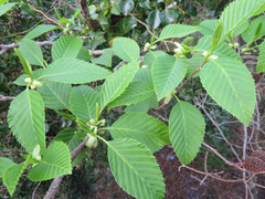 Alnus sieboldiana