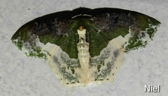Eucyclodes semialba