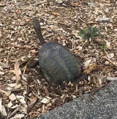 Chelodina longicollis