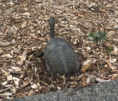 Chelodina longicollis