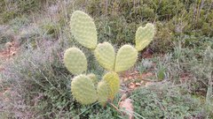Opuntia ficus-indica